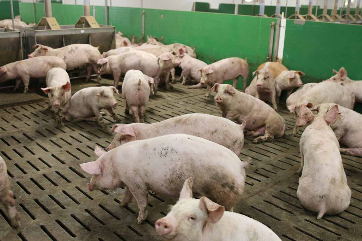 Biosécurité en production porcine, pourquoi?